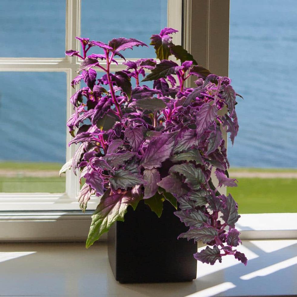 Purple Passion Plant, 4-inch grower's pot