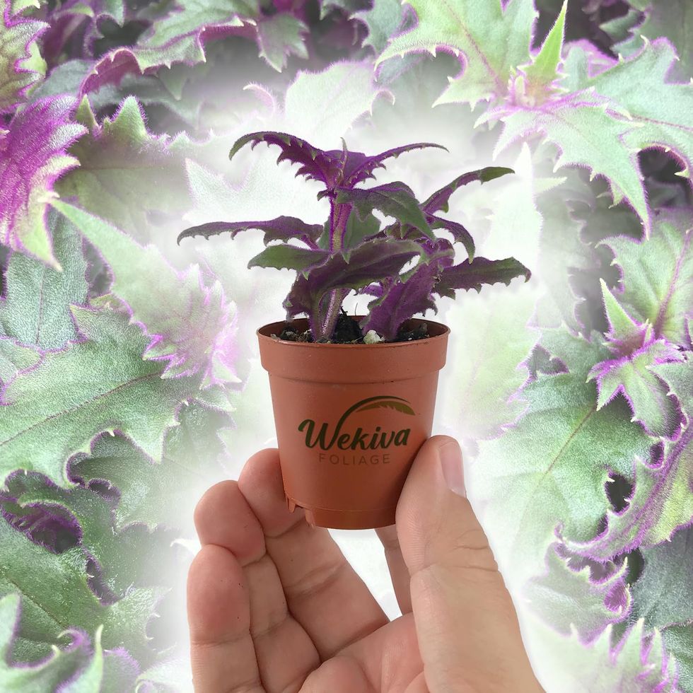 Purple Passion Plant, 2-inch pot
