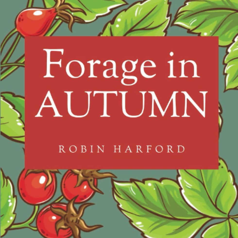 Forage in Autumn: The Food and Medicine of Britain’s Wild Plants