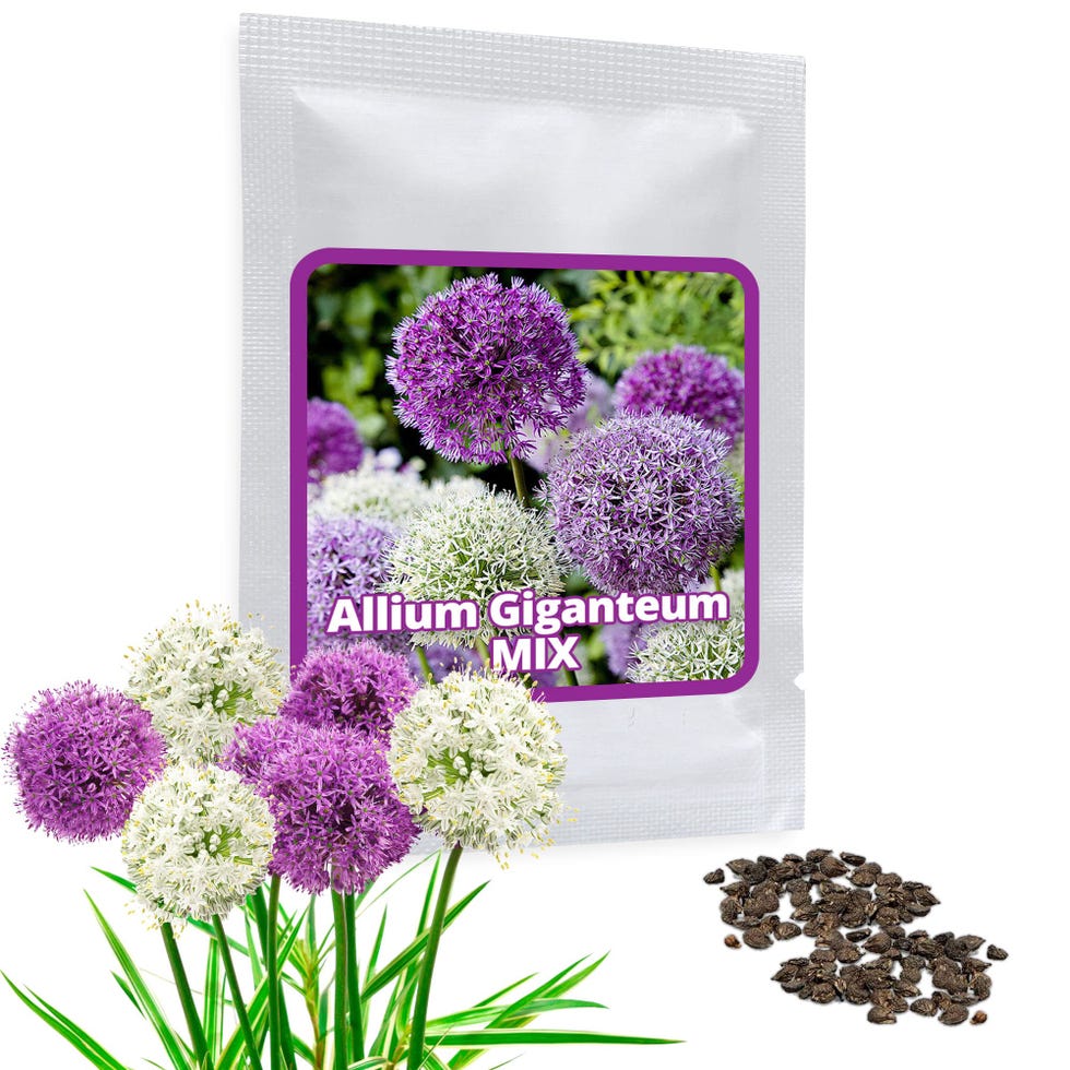 Allium o flores de ajo