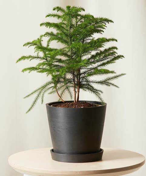 Tabletop Norfolk Pine