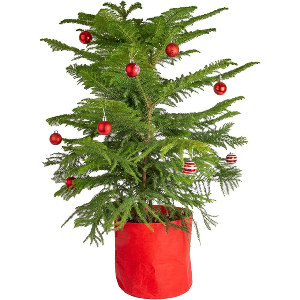 Norfolk Island Pine, 3 to 4 feet tall with ornaments