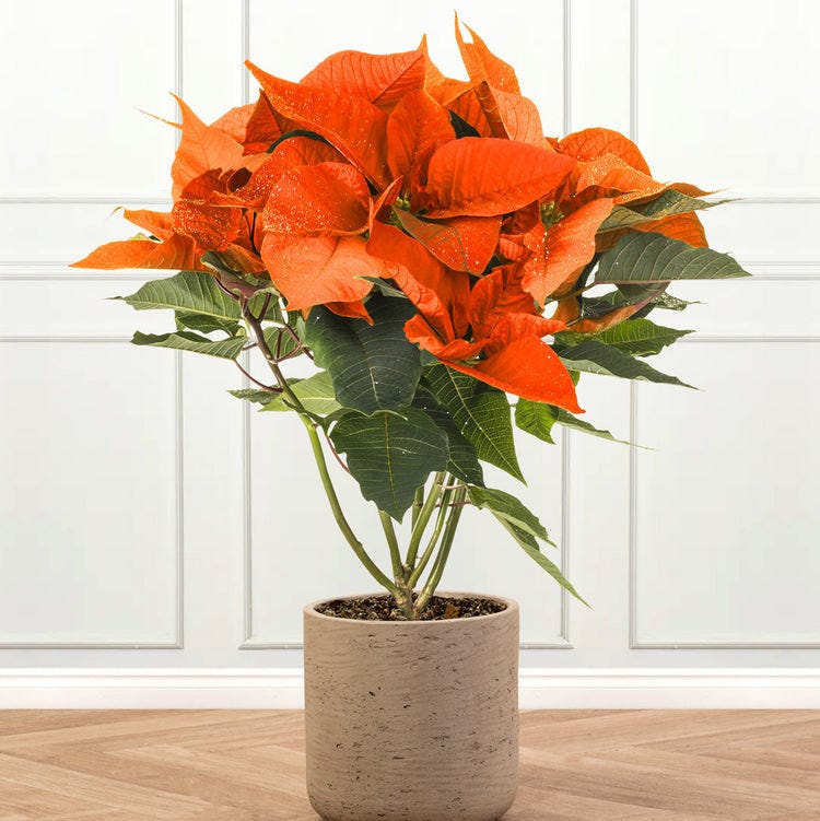 Orange Poinsettia Christmas Plant
