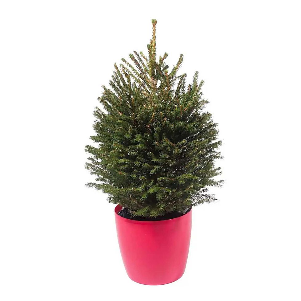 2-2.5ft Living Pot Grown Norway Spruce Real Christmas Tree