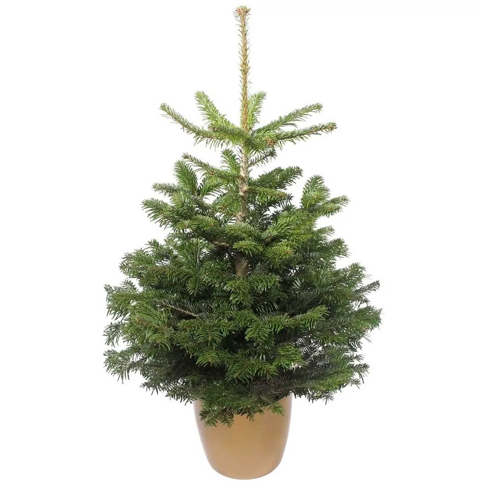 3.5-4ft Living Pot Grown Nordman Fir Real Christmas Tree