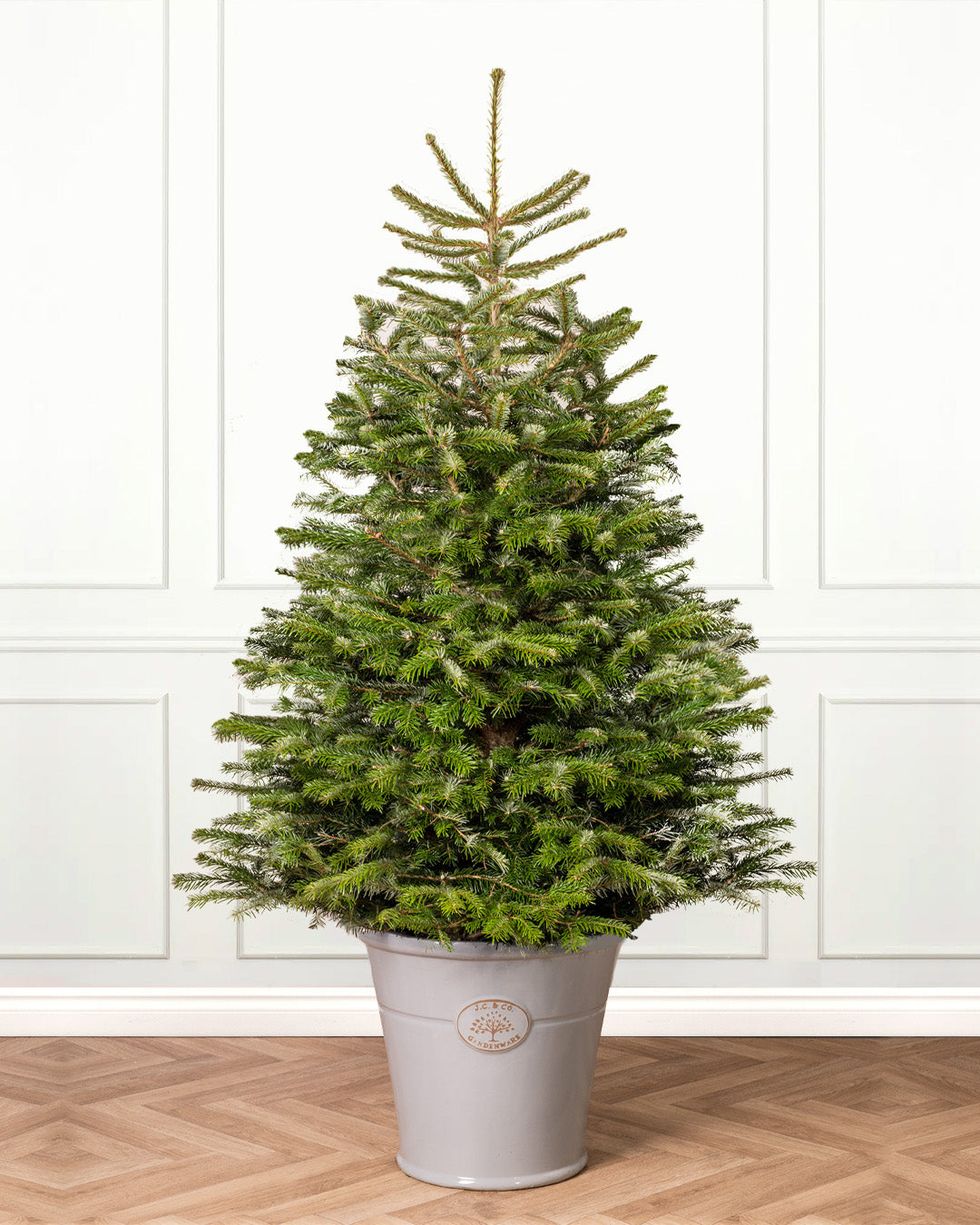 Nordmann Fir Pot Grown Christmas Trees