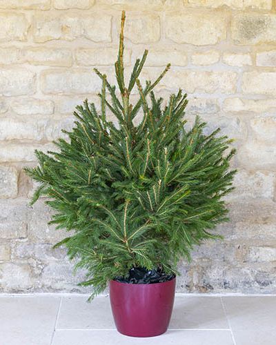 Potted Norway Spruce Christmas Tree