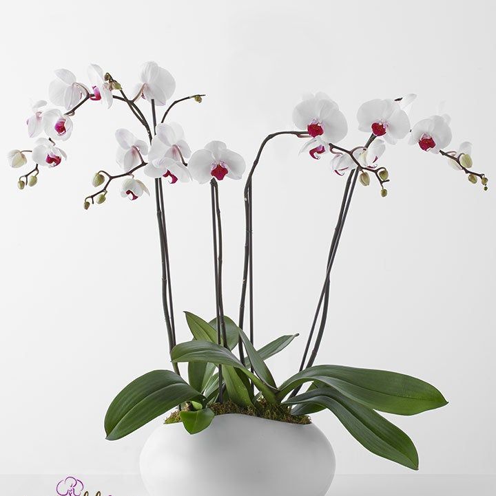 Simply Elegant Orchid Garden