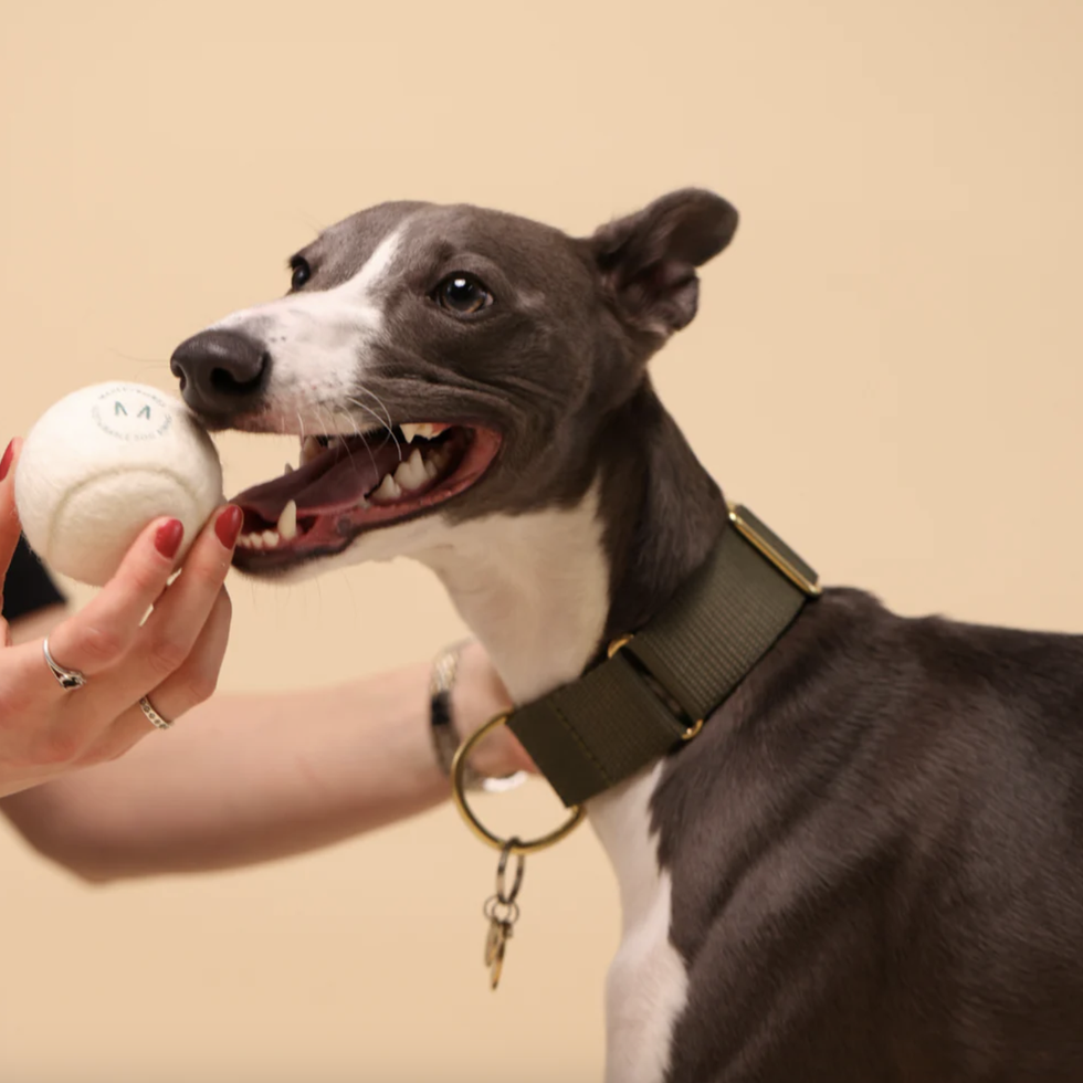 The Best Dog Lick Mats 2023, According to a Pet Expert