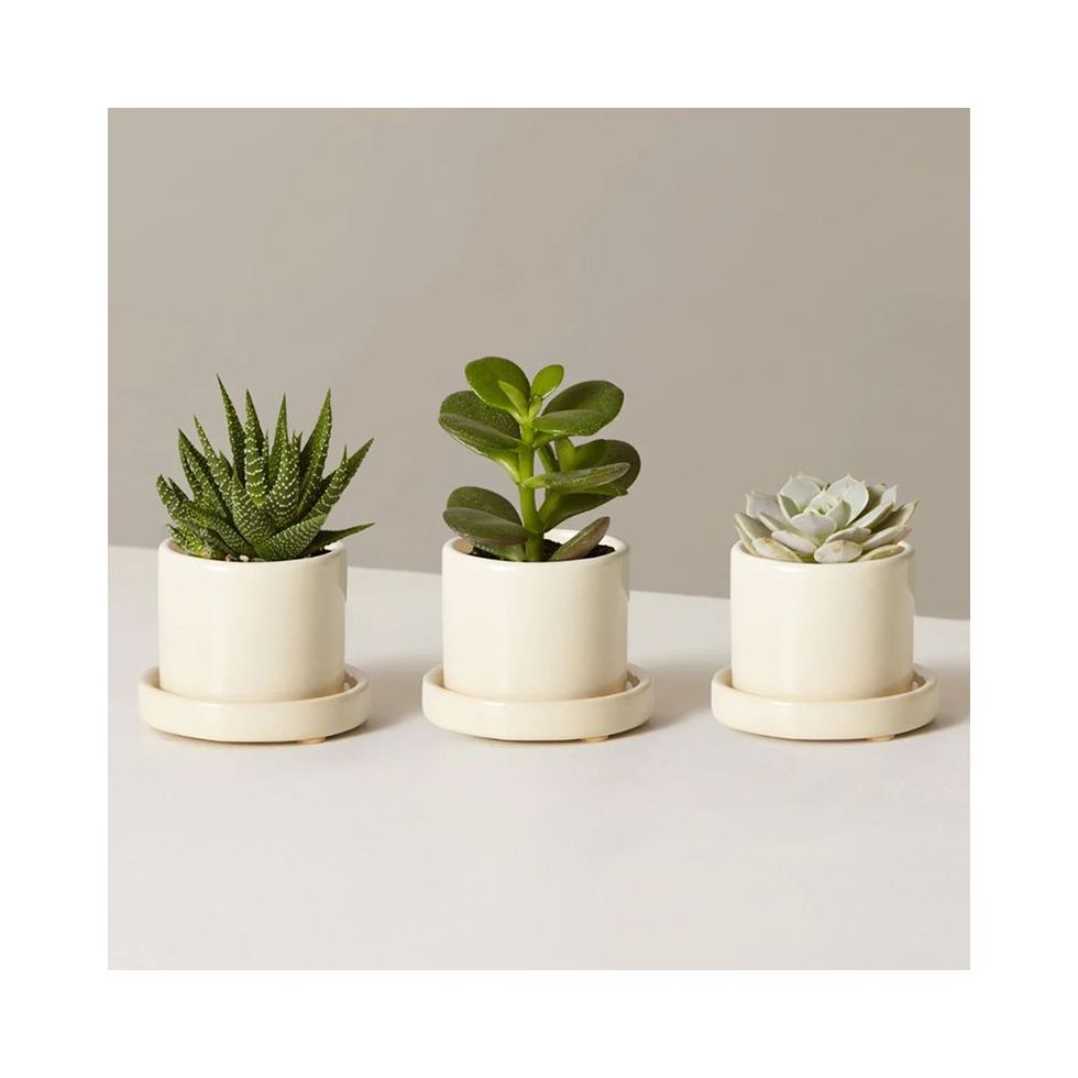 Succulent Assortment with Planters