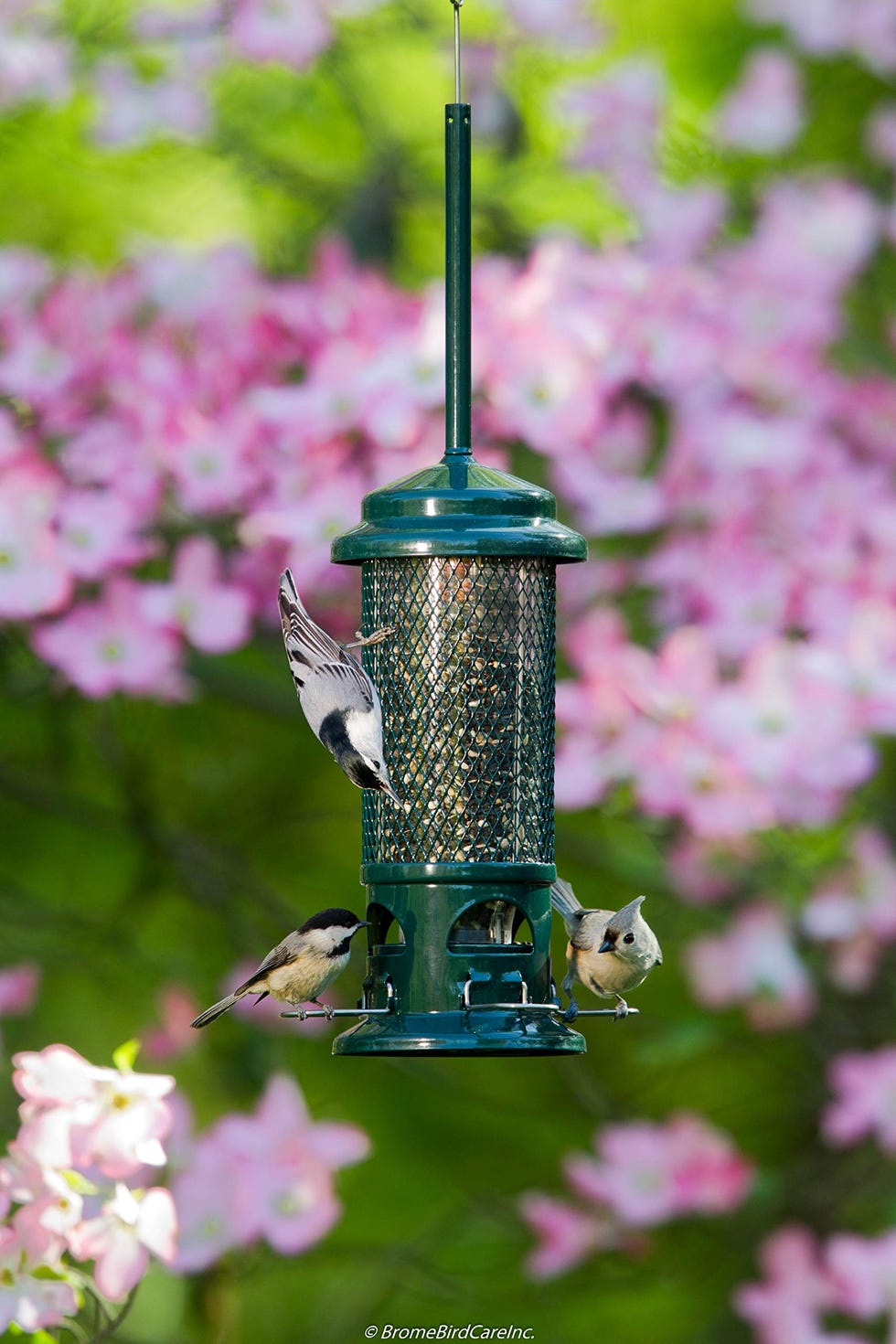 "Squirrel Buster" Bird Feeder