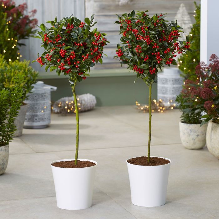 Pair of Premium Quality Festive Holly Trees Covered in Berries