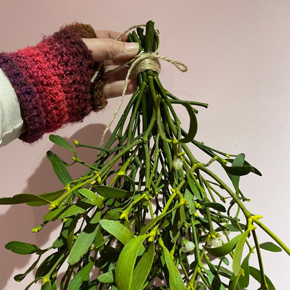 Mistletoe: How Does It Grow And Why Do We Kiss Under It?