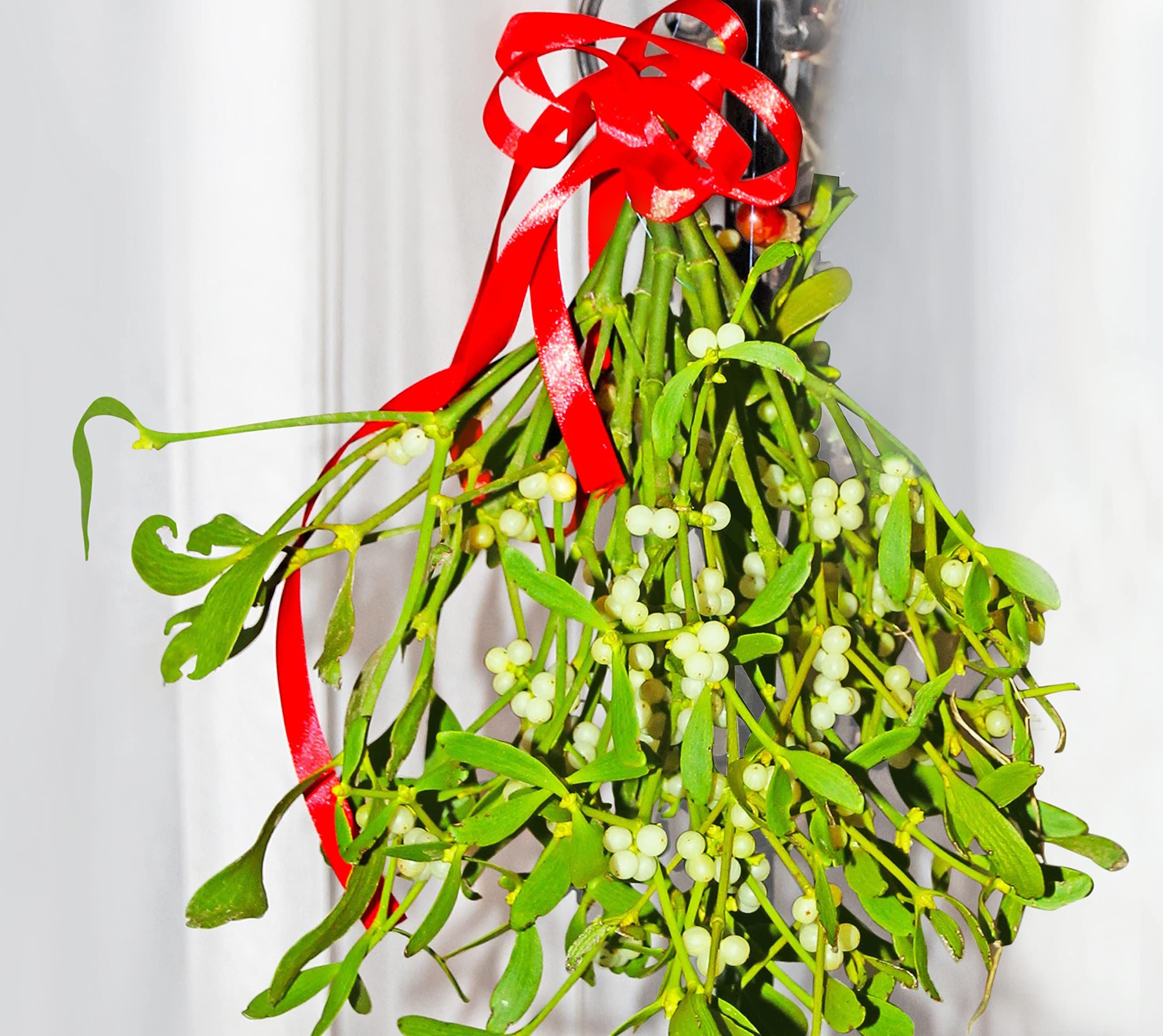 Mistletoe: How Does It Grow And Why Do We Kiss Under It?