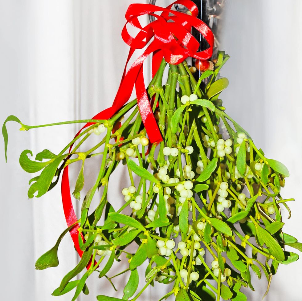 Bunches of Real Fresh Organic Mistletoe Tied with Red Ribbon