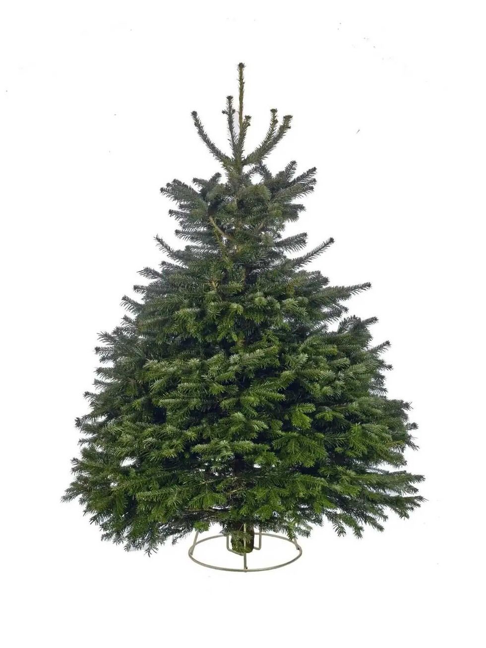 240-270cm (8-9ft) Real Cut Nordman Fir Christmas Tree