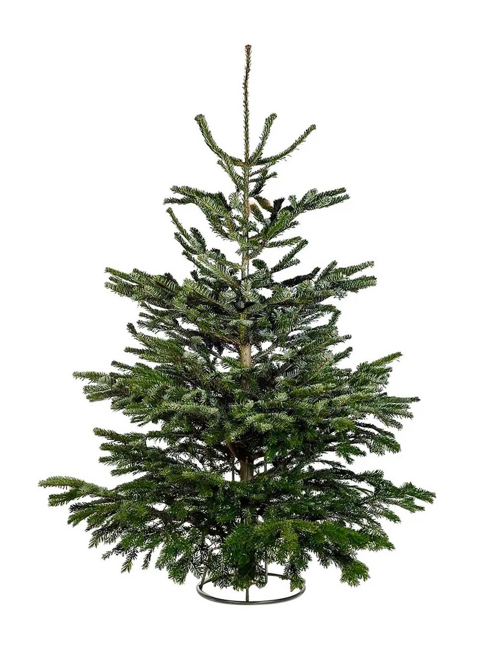 180-200cm (6-7ft) Real Cut Nordman Fir Christmas Tree