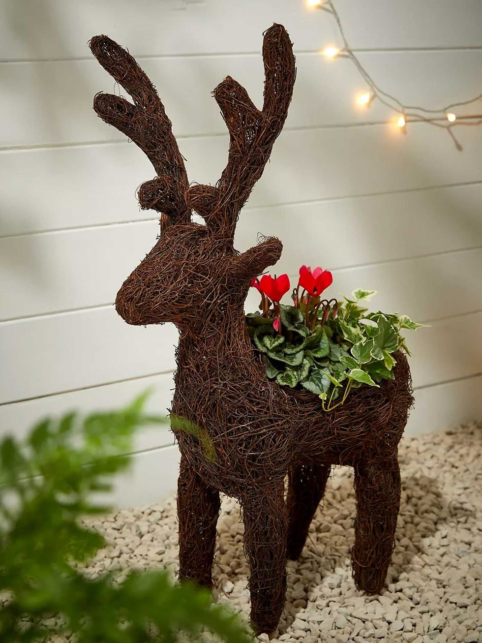 Outdoor Reindeer Red Cyclamen Planter