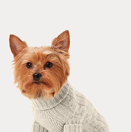 15 Cute Matching Dog Christmas Sweaters for Dogs and Owners 2023