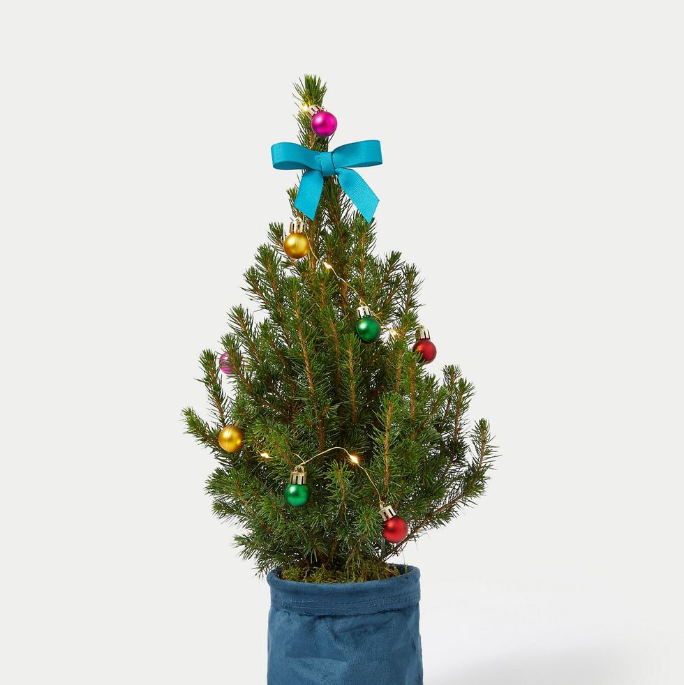 Letterbox Real Christmas Tree in Velvet Pot