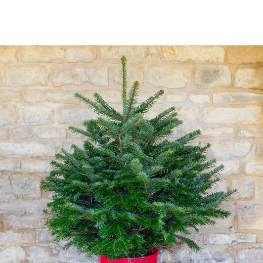Pot-Grown Nordmann Fir Christmas Tree