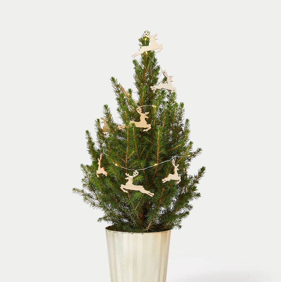 Mini Real Christmas Tree in Gold Pot