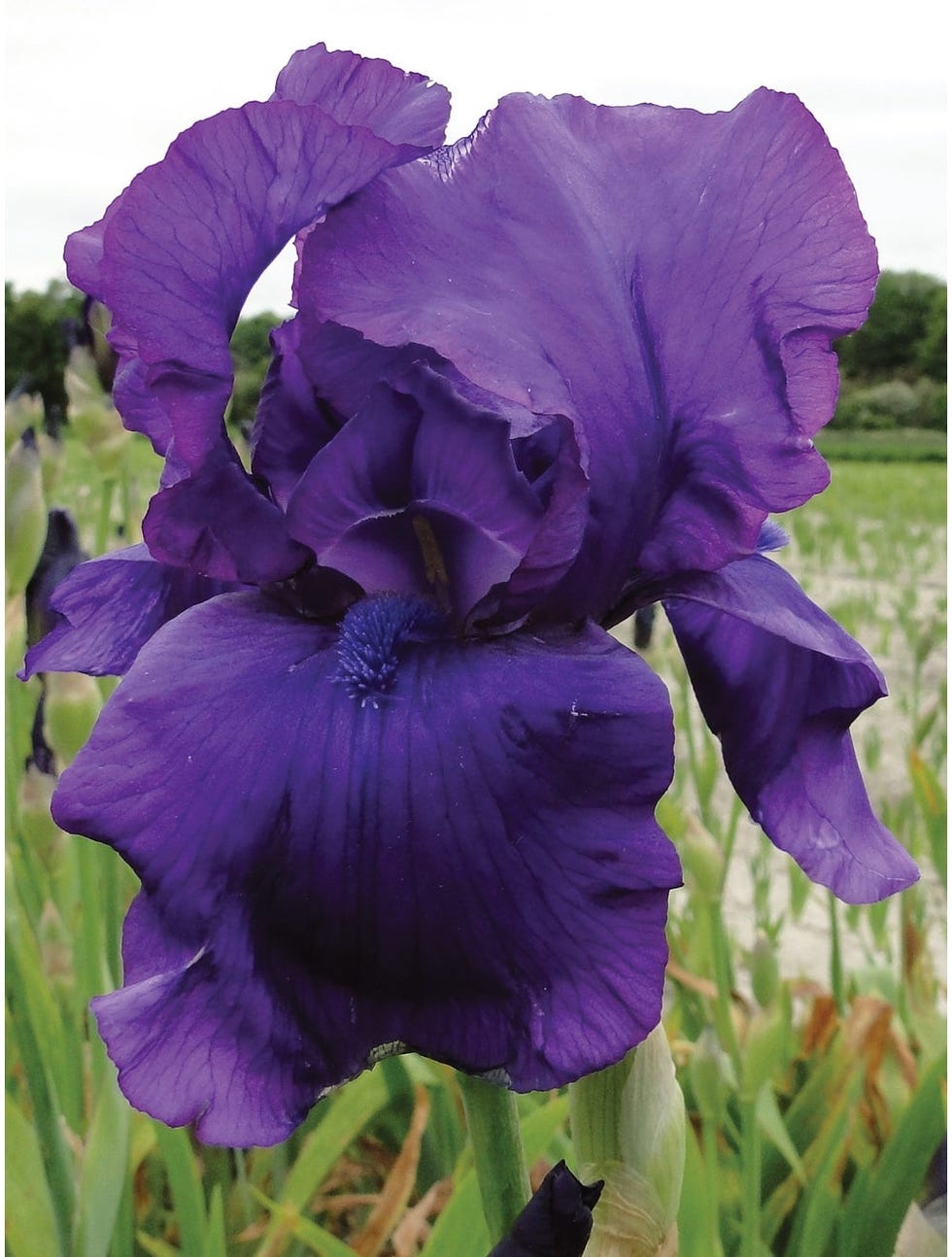 Iris, Matinata