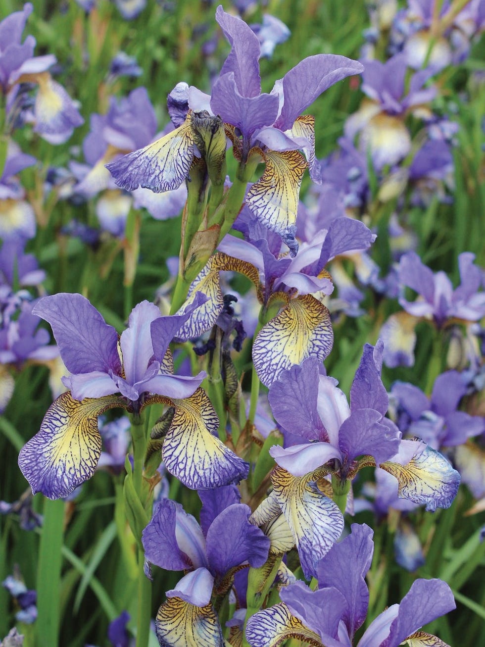 Iris, Peacock Butterfly Pennywhistle