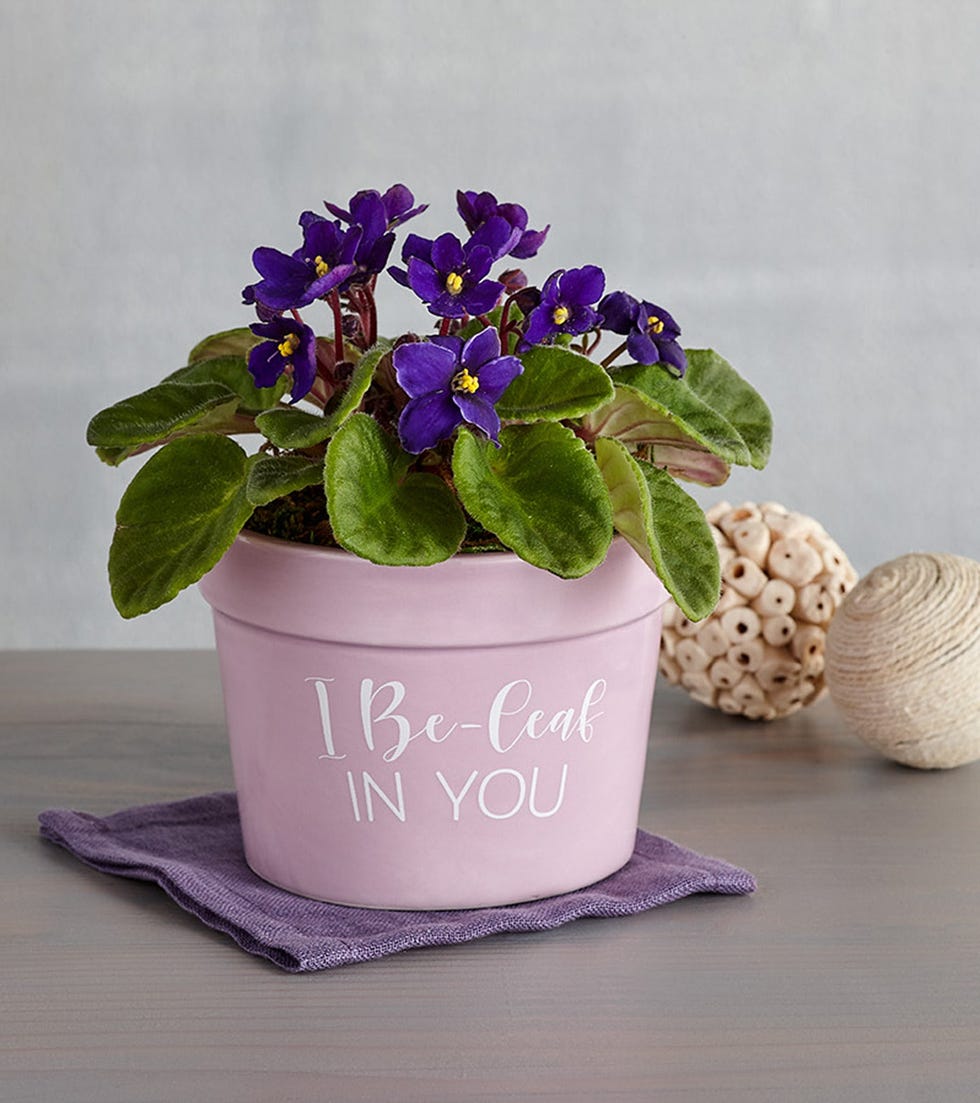 African Violet Gift Plant