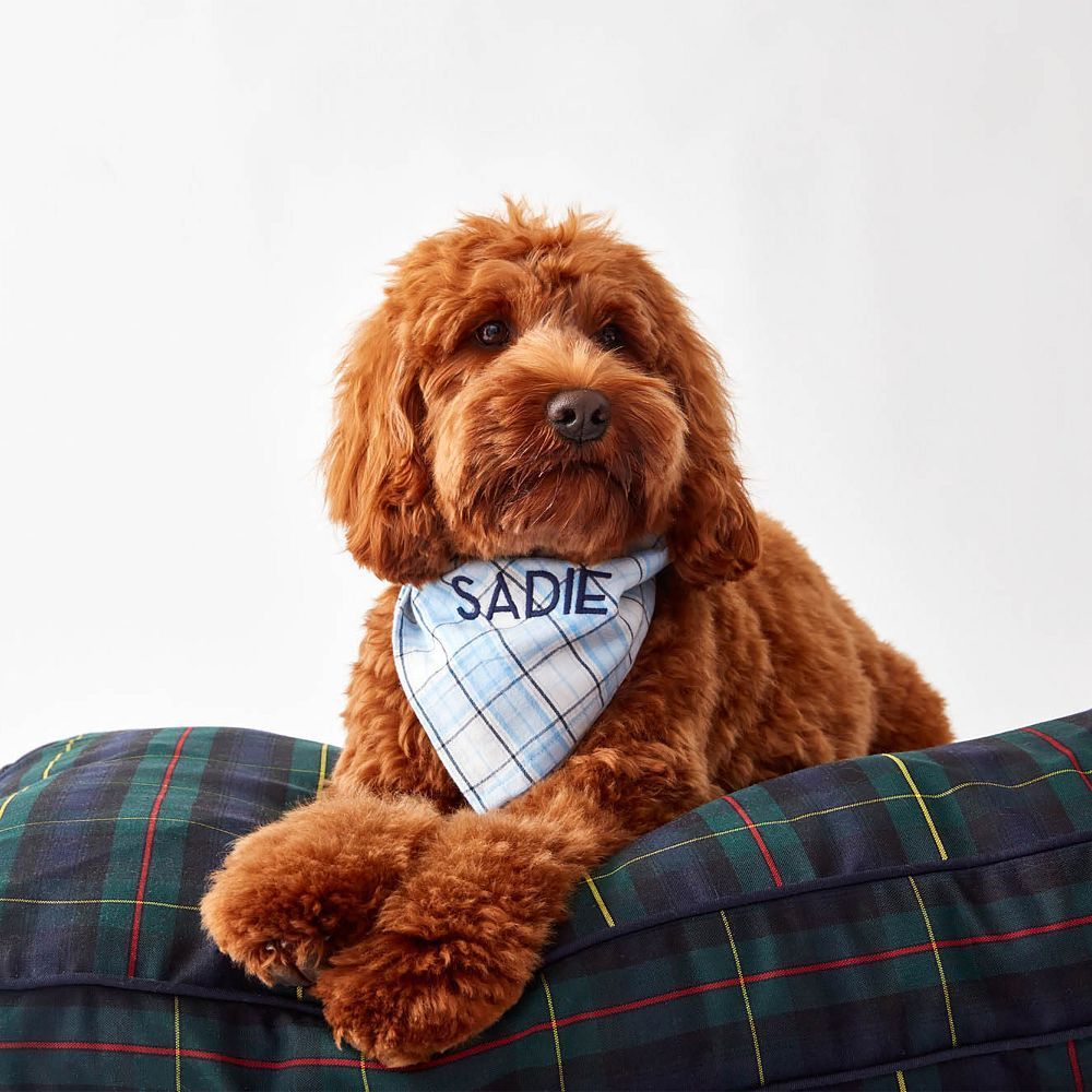 Dog gift clearance guide