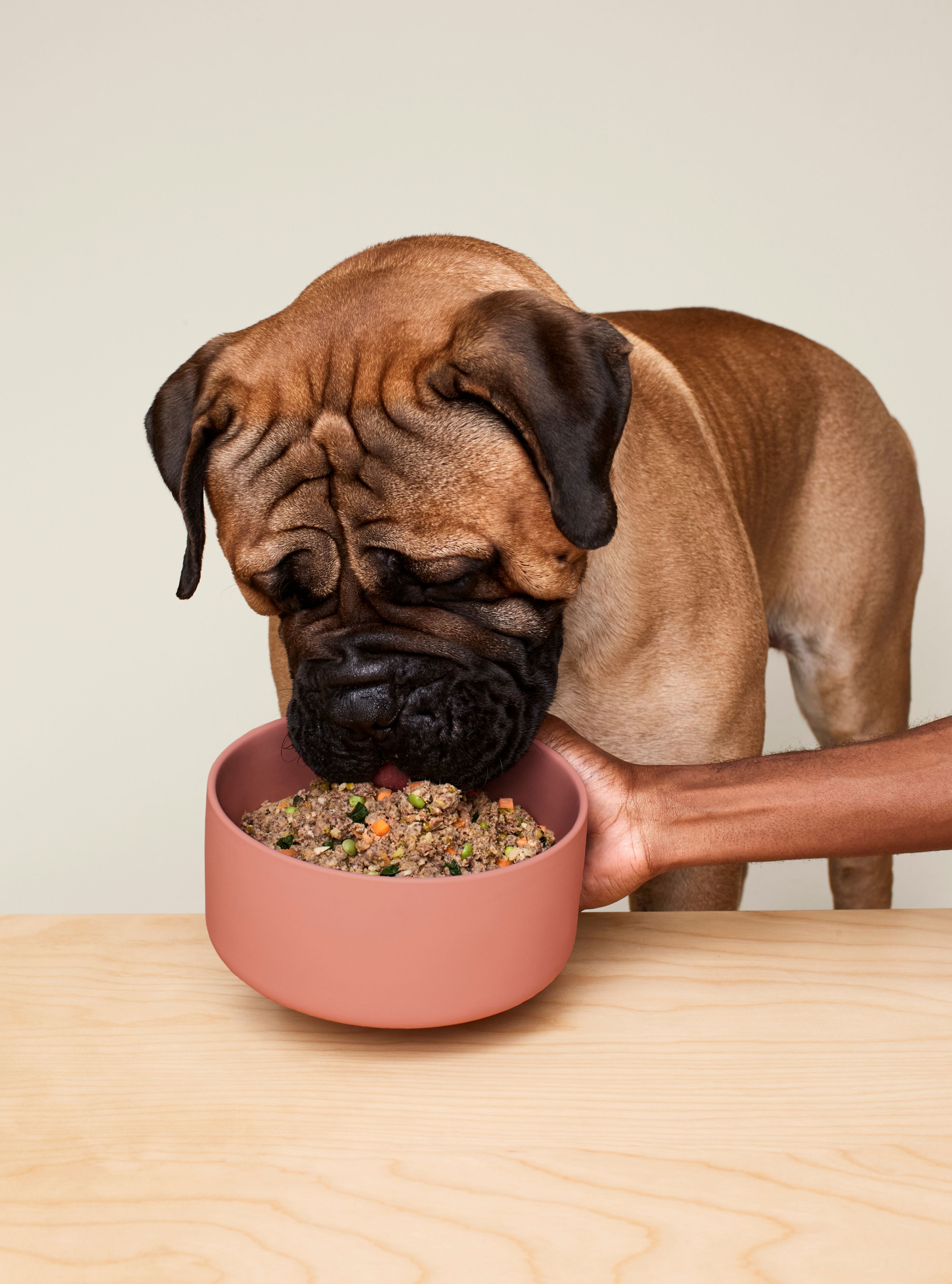 Meal delivery for clearance dogs