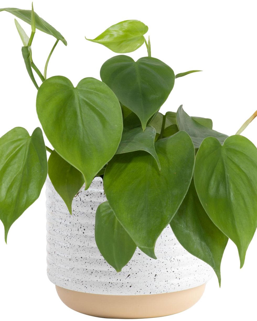 heart leaf philodendron 