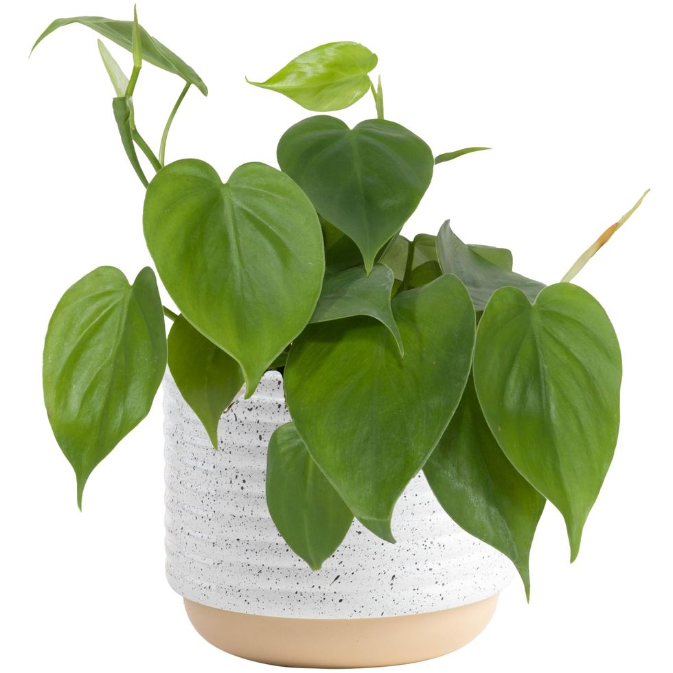Green Heart Leaf Philodendron 