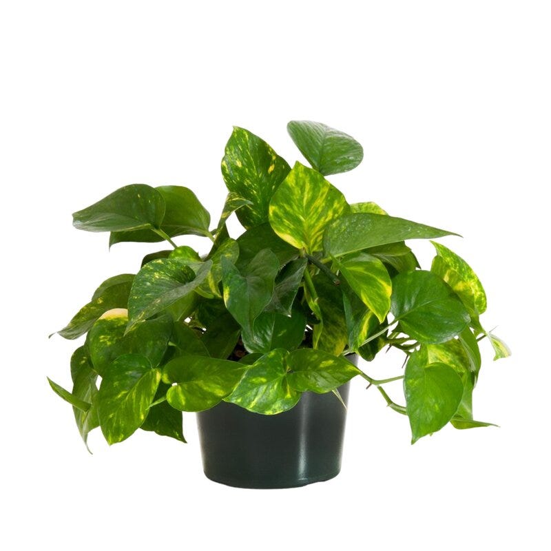 Pothos Indoor Houseplant