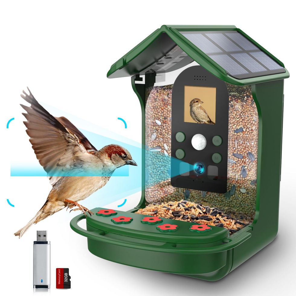 The Ultimate Smart Bird Feeder Camera for Bird Lovers – Soliom Solar Home  Security