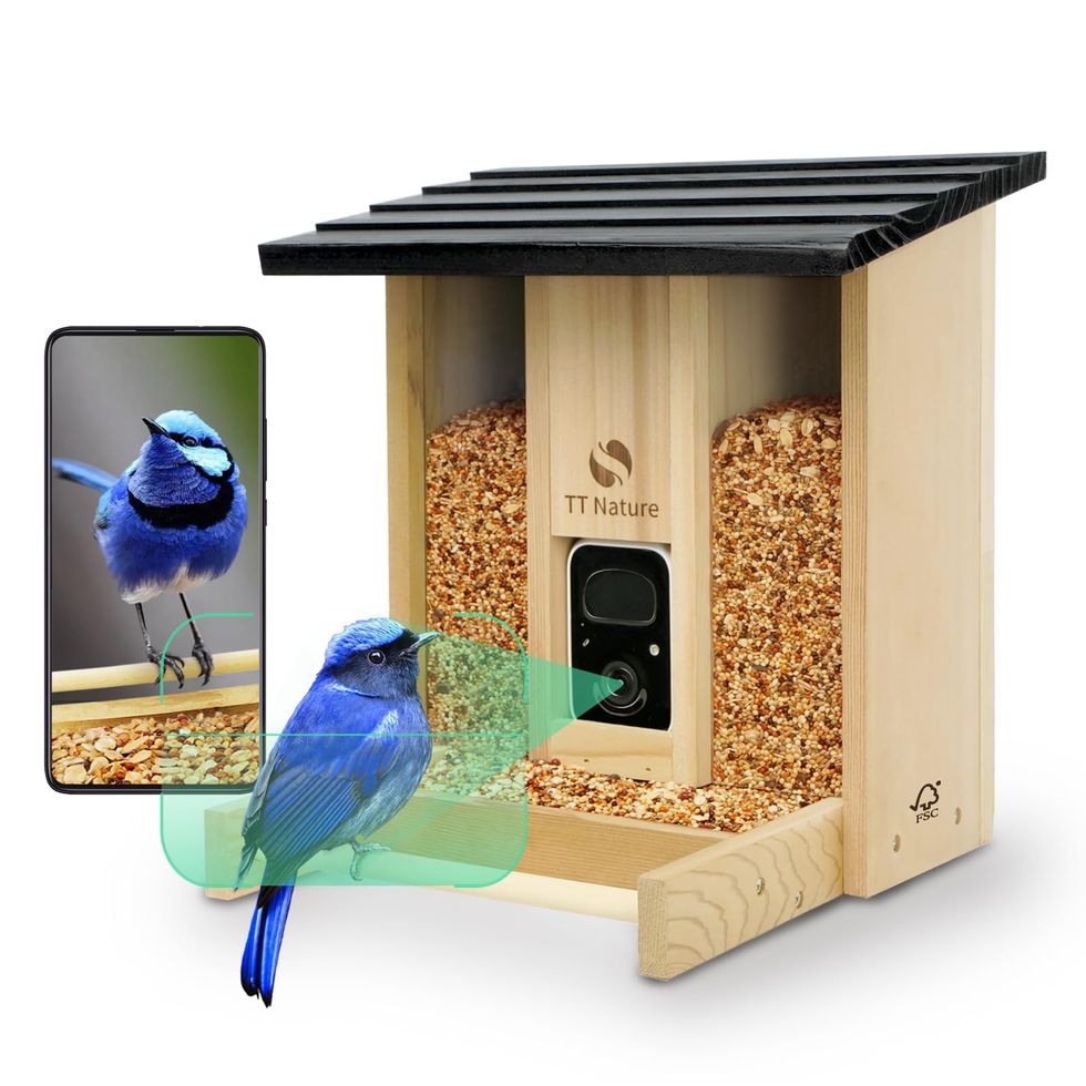 The Best Bird Feeder Cameras of 2024 (Plus How to Choose)