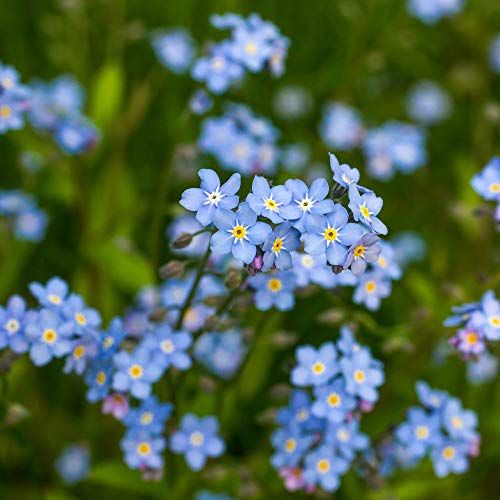 Forget-Me-Nots - How to Plant and Care for These Wonderful Flowers