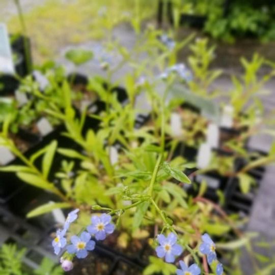 Forget-me-not (M. laxa), live plant