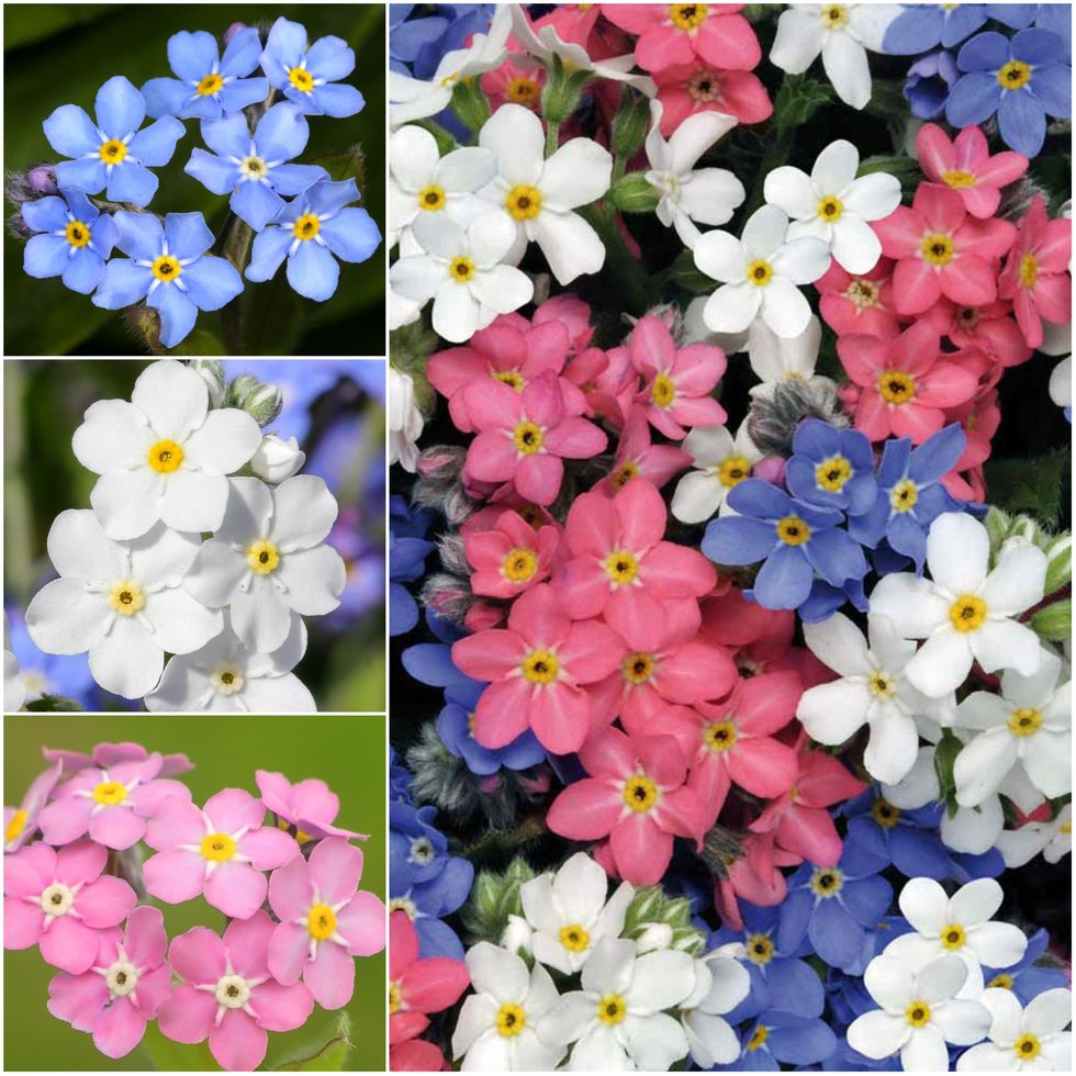 Mixed Forget-me-not colors (M. alpestris), seeds