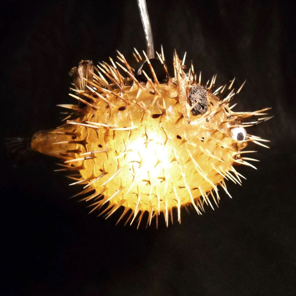 7-10 Hanging Light Puffer Fish Real Blowfish Lamp - Etsy