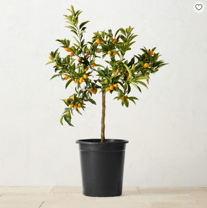 Live Kumquat Tree