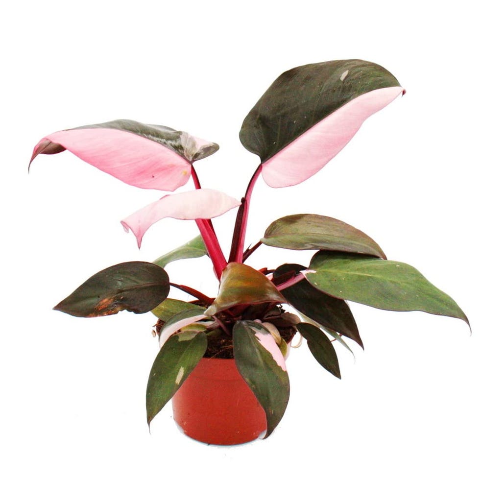 Philodendron Pink Princess en maceta de 12 cm