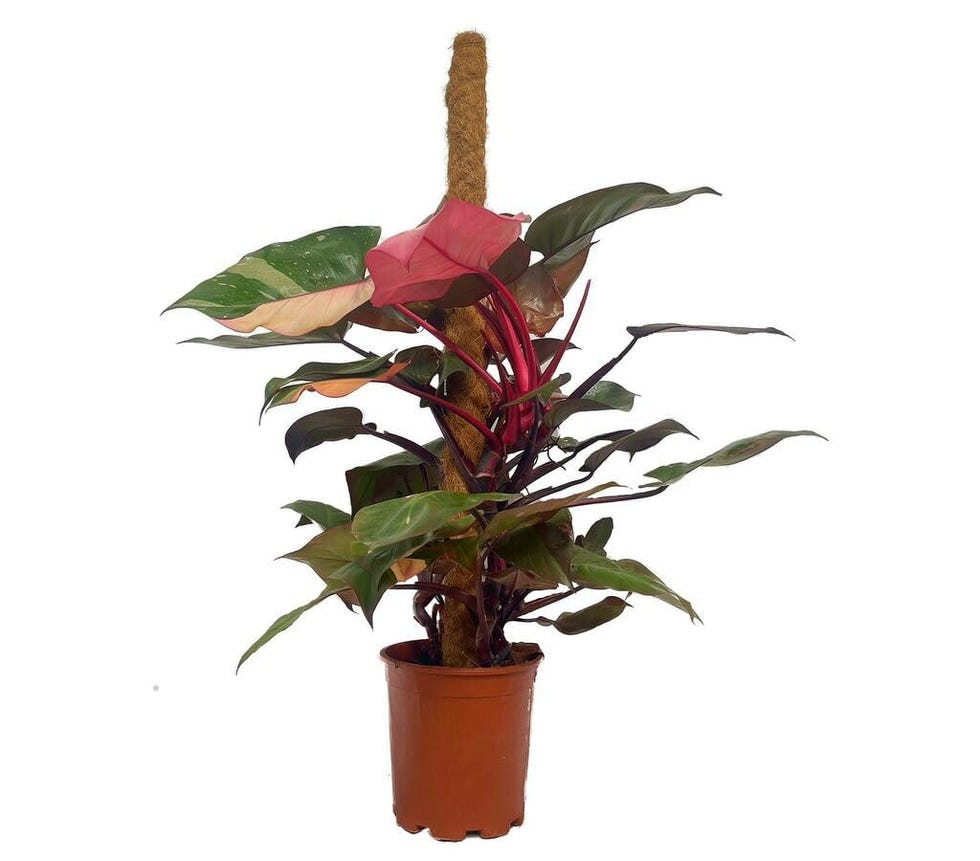 Filodendro Pink Princess con tutor