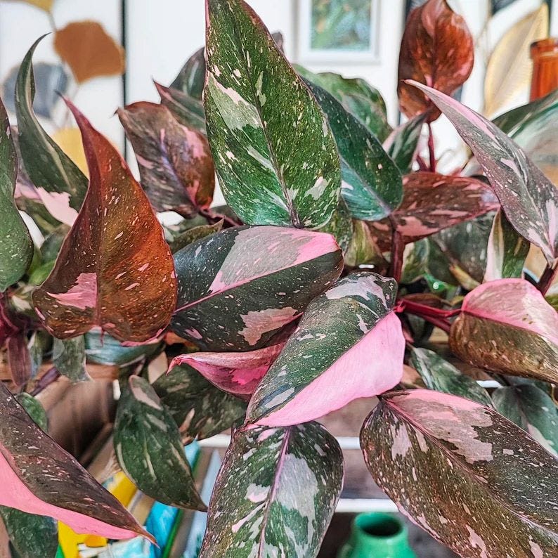 Philodendron Pink Princess MARBLE