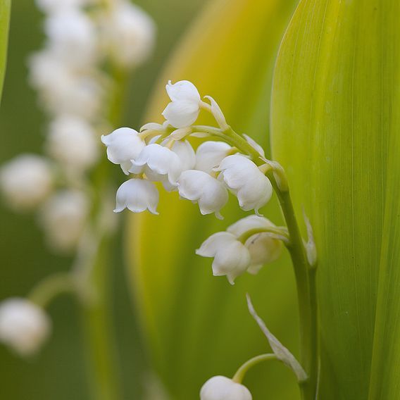 Lily of the Valley - Convallaria Majalis