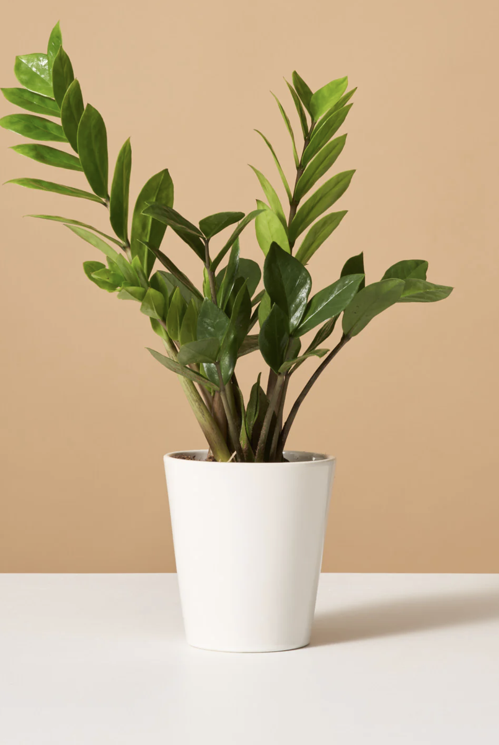 20 Best Indoor Flower Pots 2023: Shop Our Stylish Picks