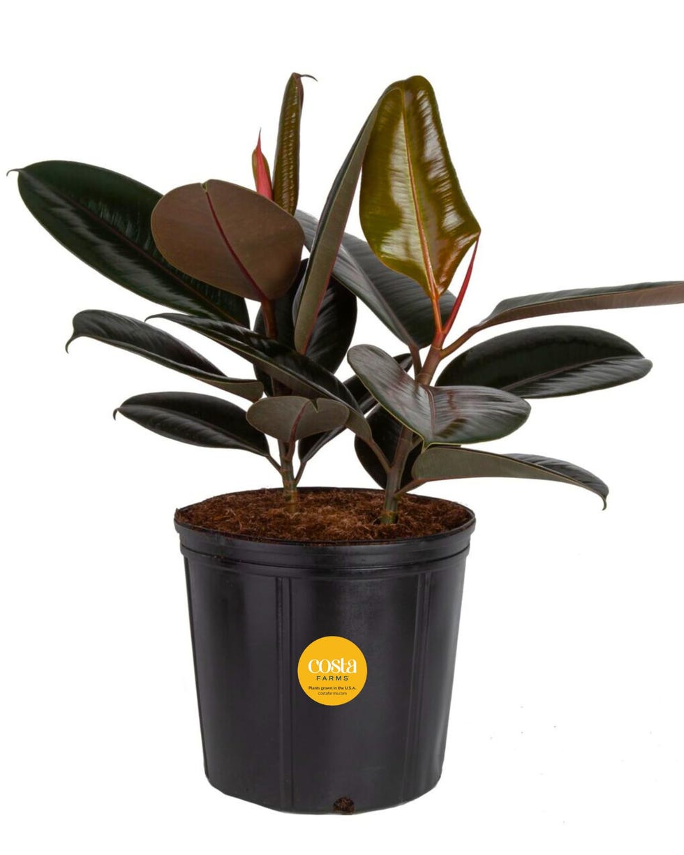 Burgundy Rubber Plant