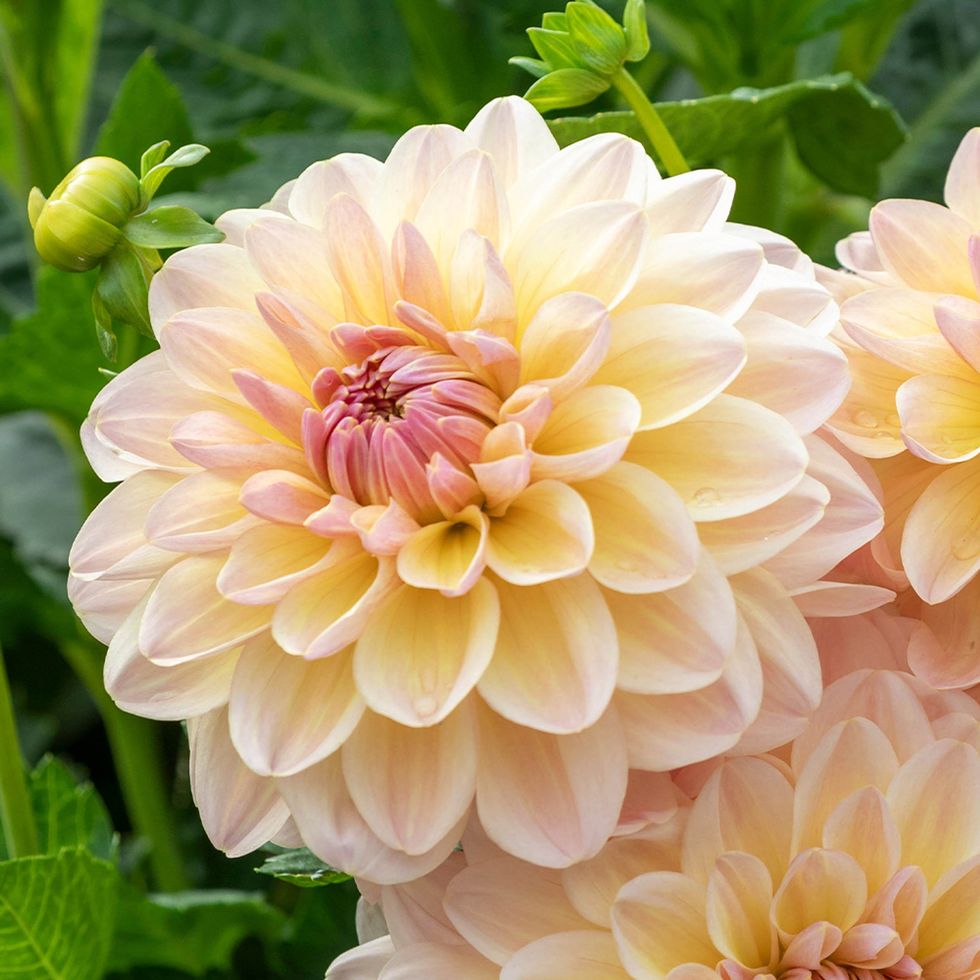 Dahlias: Planting Tubers, Colour Trends, 10 Varieties For 2024