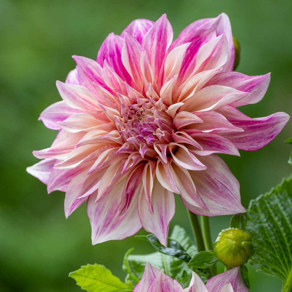 Dahlias: Planting Tubers, Colour Trends, 10 Varieties For 2024