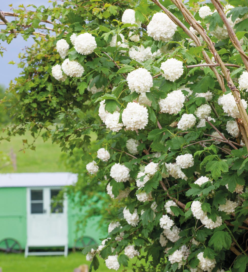 Калина обыкновенная розеум описание. Калина Розеум. Viburnum opulus Roseum. Вибурнум Розеум. Бульденед Розеум.